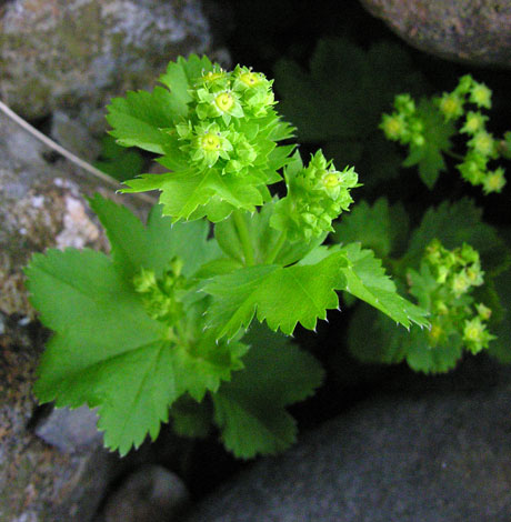 Alchemilla glabra