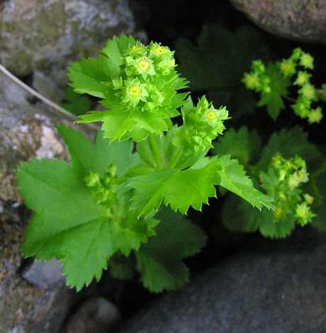 Alchemilla glabra