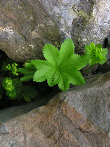 Alchemilla glabra leaf