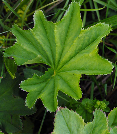 Alchemiall glomerulans leaf