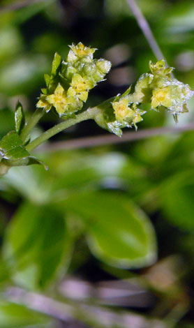 Alchemilla saxatilis close