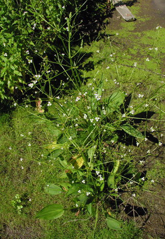 Alisma plantago-aquatica