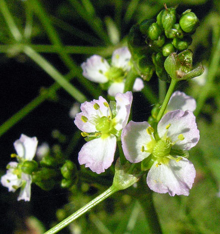 Alisma plantago-aquatica flower