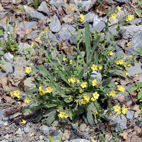 Alkanna graeca whole