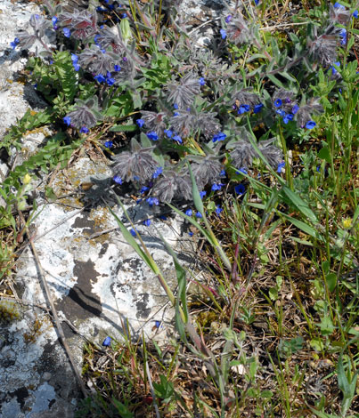 Alkanna lehmanii whole