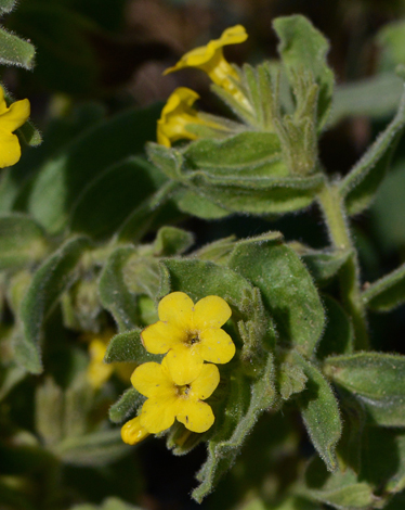 Alkanna orientalis close