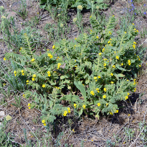 Alkanna orientalis whole