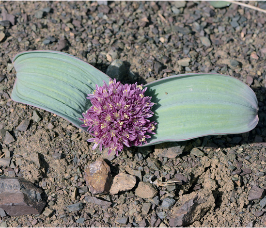 Allium akaka whole