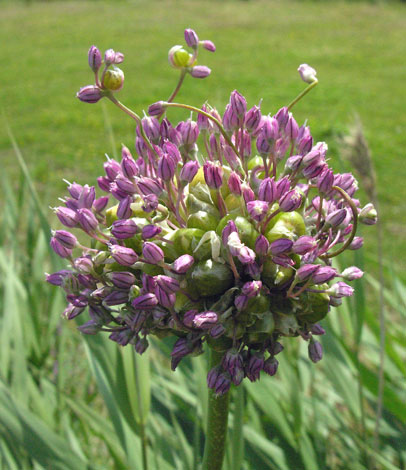 Allium ampeloprasum var babingtonii