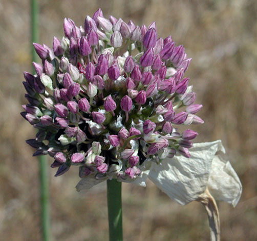 Allium ampeloprasum var bulbiferum
