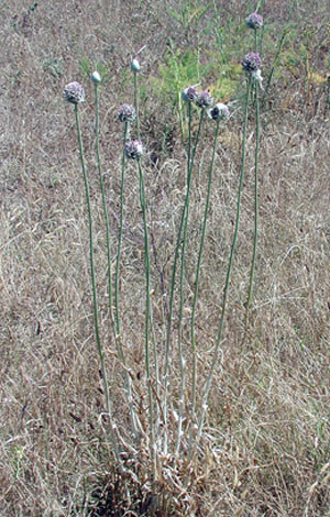 Allium ampeloprasum var bulbiferum whole