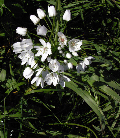 Allium neopolitanum