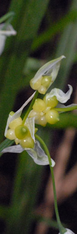 Allium paradoxum bulbils