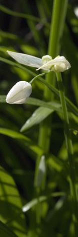 Allium paradoxum flower