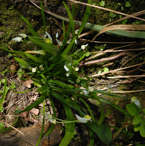 Allium paradoxum whole