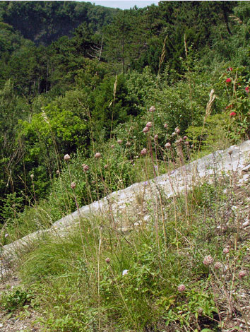 Allium sphaerocephalon site