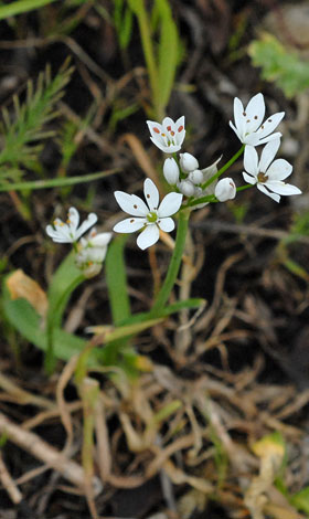 Allium subhirstum whole