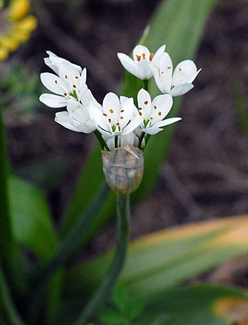 Allium trifoliatum close