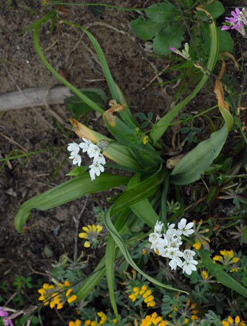 Allium trifoliatum whole