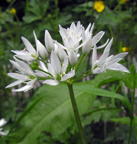 Allium ursinum flower