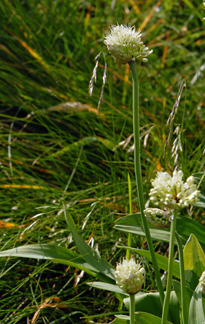 Allium victorialis close