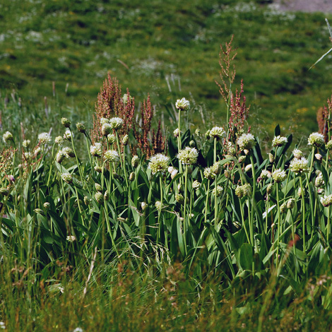 Allium victorialis whole