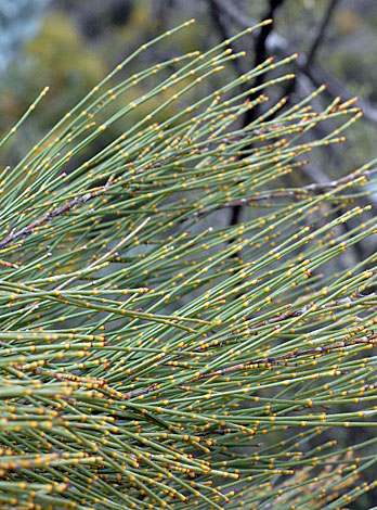 Allocauarina acutivalvis branches