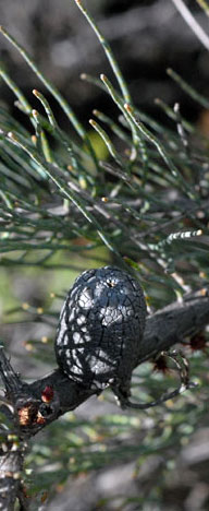 Allocasuarina humilis cone