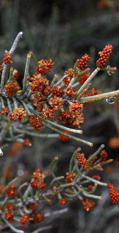 Allocasuarina humilis flower