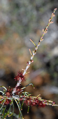 Allocasuarina humils flower