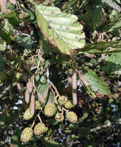 Alnus glutinosa