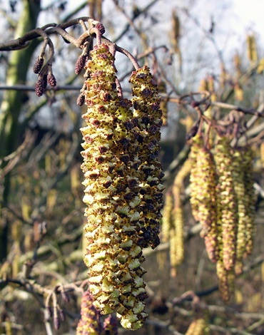 Alnus glutinosa male catkin