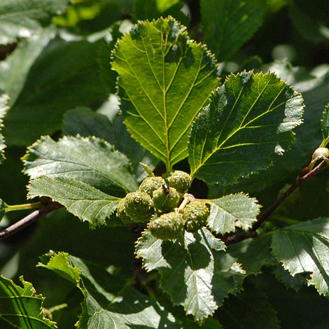 Alnus viridis close