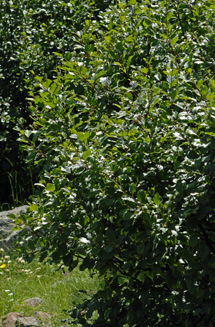 Alnus viridis whole
