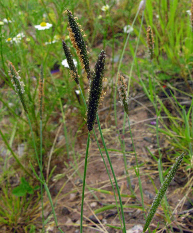Alopecurus geniculatus 1
