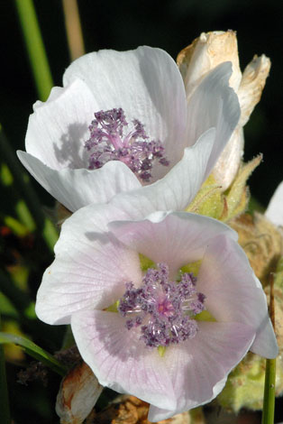 Althaea officinalis close