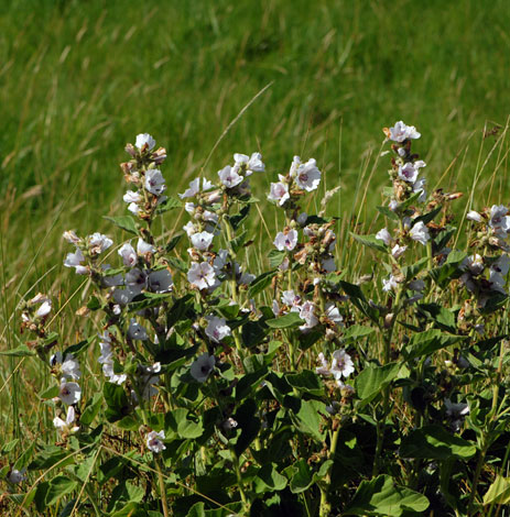 Althaea officinalis whole