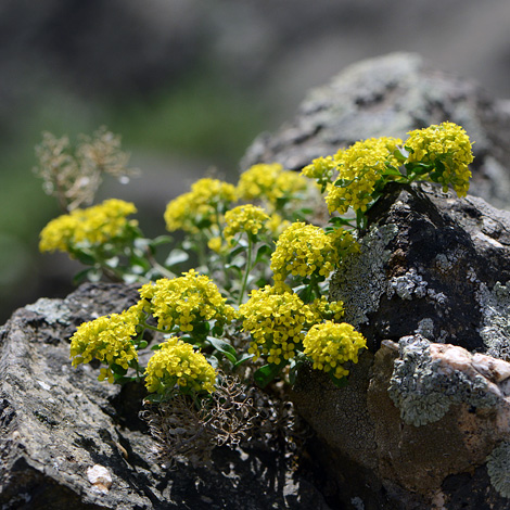Alyssum dasycarpum whole