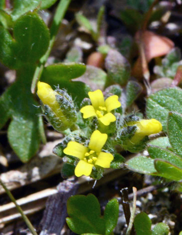 Alyssum montanum close