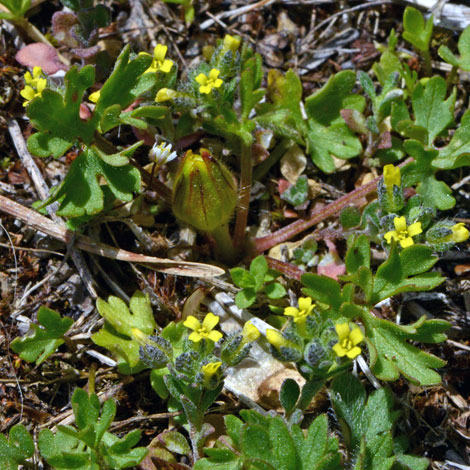 Alyssum montanum whole