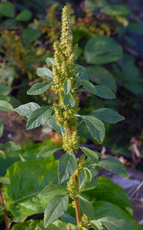 Amaranthus hybridus whole