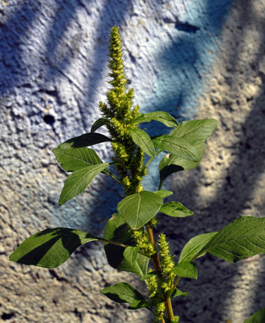 Amaranthus viridis whole