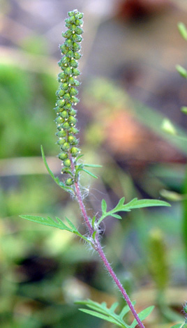 Ambrosia artemisiifolia close