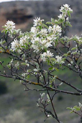 Amelanchier ovalis close