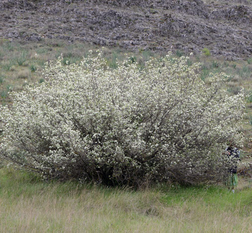 Amelanchier ovalis whole