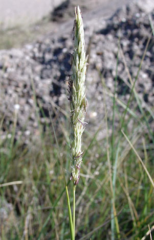 Ammophila arenaria