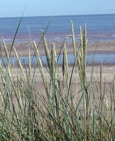 Ammophila arenaria