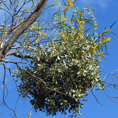 Amyema fitzgeraldii whole