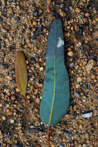 Ameyama miquelii comparison