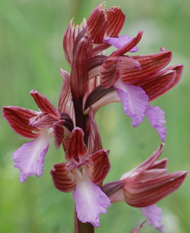 Orchis papilionacea close